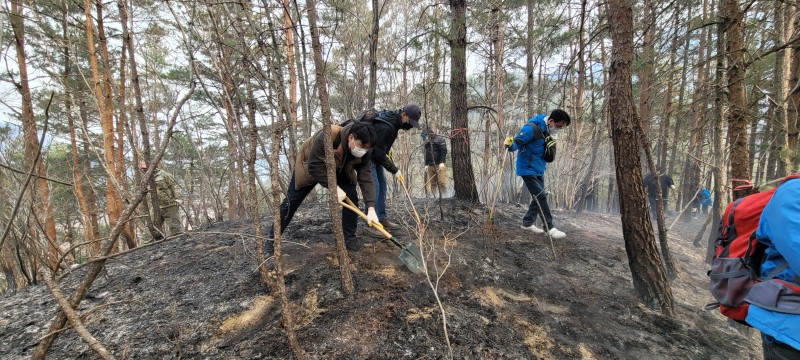 울진군 산불 진화 지원활동/ 잔불제거 작업 사진