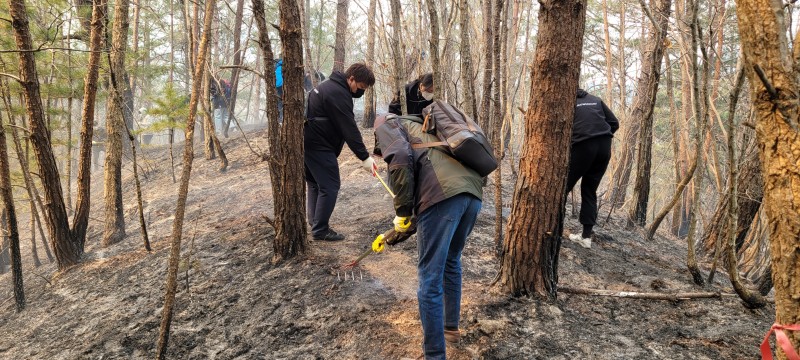 울진군 산불 진화 지원활동/ 잔불제거 작업 사진